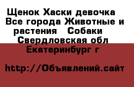 Щенок Хаски девочка - Все города Животные и растения » Собаки   . Свердловская обл.,Екатеринбург г.